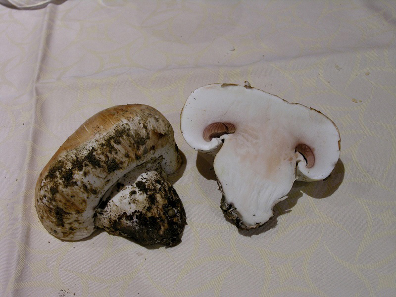 Ancora Agaricus